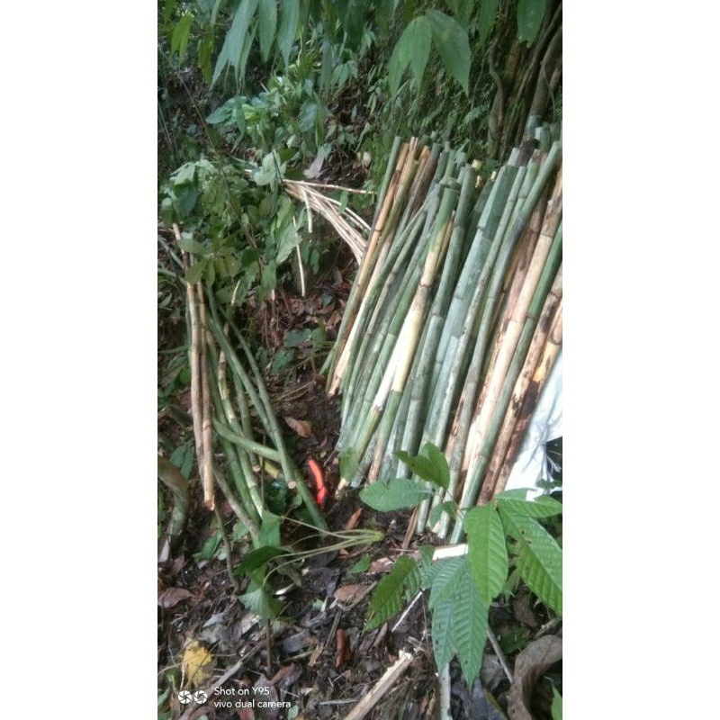 rotan per batang