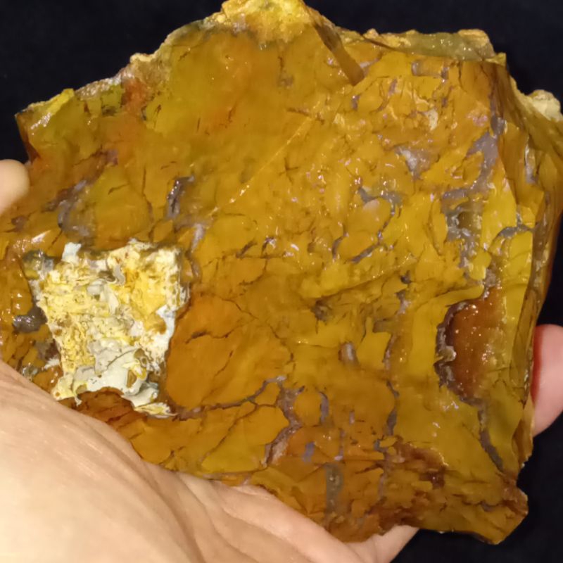 Original Batu Badar Emas Full Daging HQ