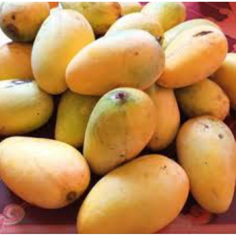 

Mangga harum manis probolinggo (1 Kg)