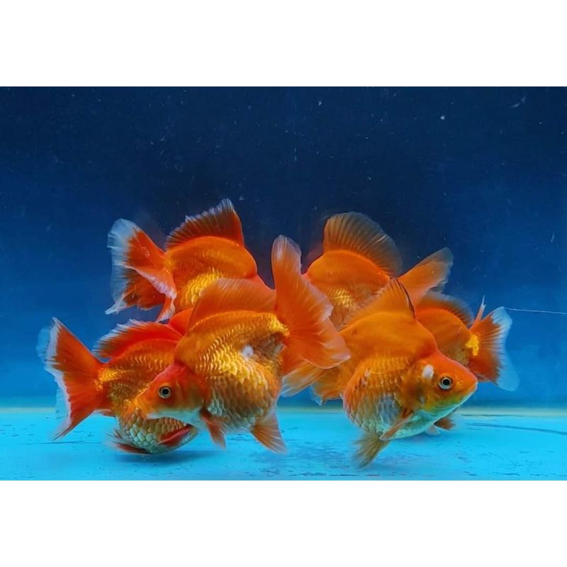 goldfish maskoki ryukin pinuk size 12-13 cm