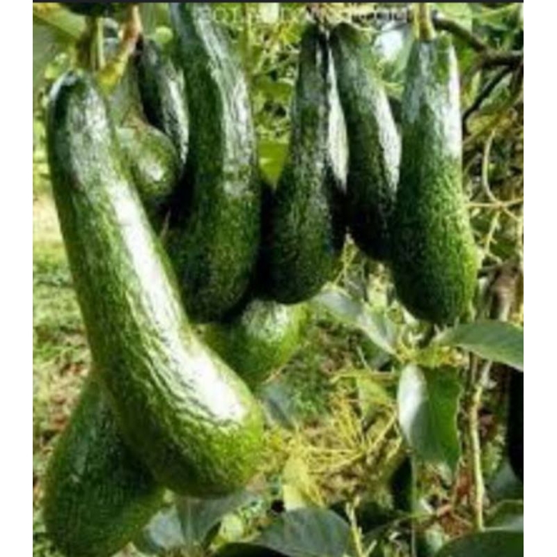 bibit alpukat SAB 034