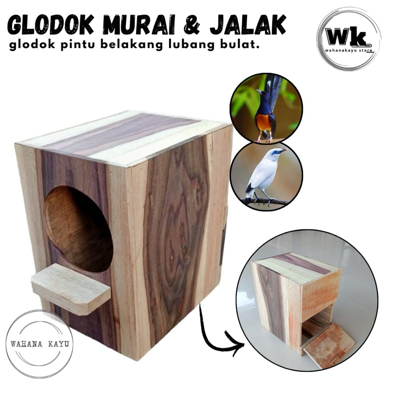 glodok burung murai jalak kacer lubang bulat haluss
