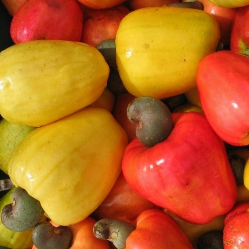 

jambu mede fress