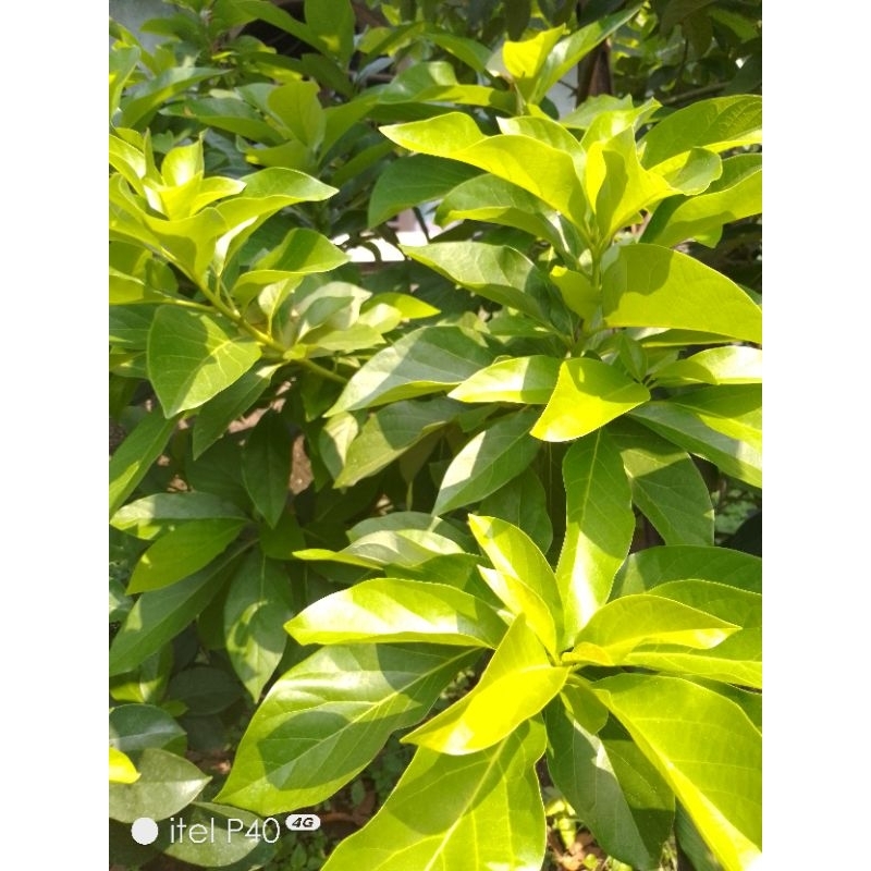 

daun alpukat Segar daun fresh 30 lembar order baru dipetik