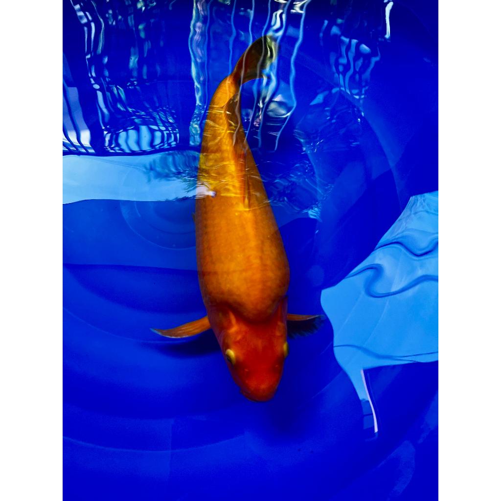 (TERJUAL OFFLINE) AKF Koi Benigoi ISTIMEWA Jantan Bulky EKSTREME Strong Kepala Ekor Besar 38cm - AKF