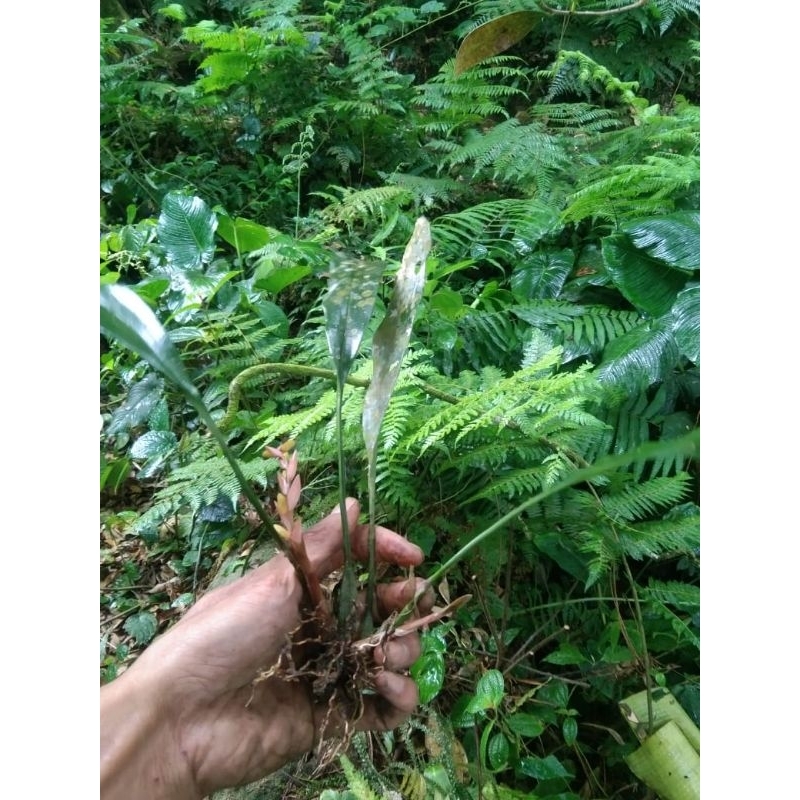 Anggrek hutan langka