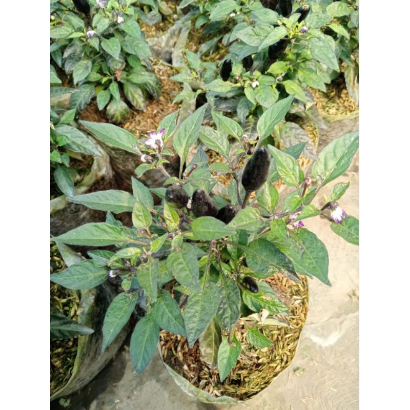 Bibit tanaman cabai rawit ungu