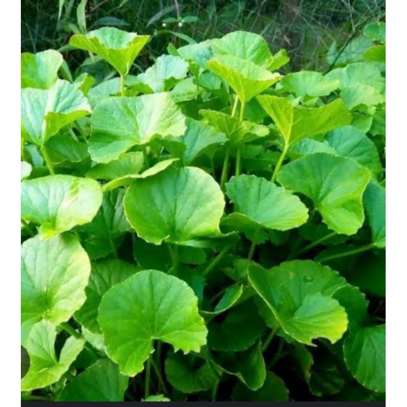 

Daun antanan segar atau pegagang fress 500 gram