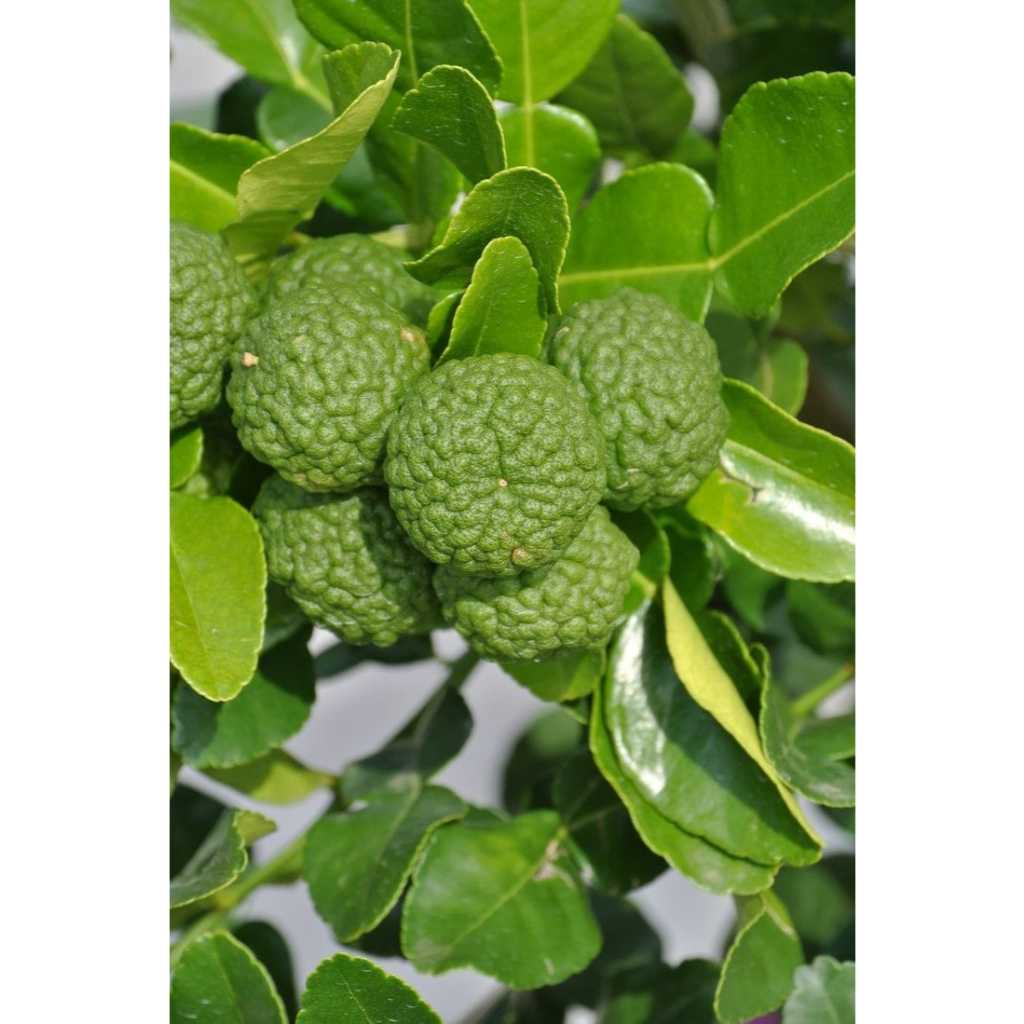 

Jeruk Limau / Lemo / Sambal Fresh 100gr - KIRIM INSTANT Gayatri Sayur