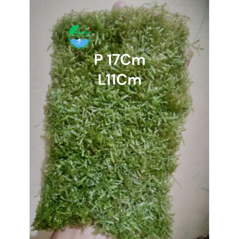 Moss weeping darat clump tanaman Aquascape aquarium paludarium vivarium,terarium