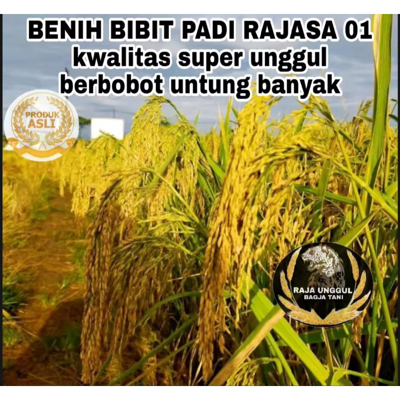 BENIH BIBIT PADI RAJASA 01 SUPER UNGGUL1 KG  BERBOBOT MELAI PANJANG BER ISI