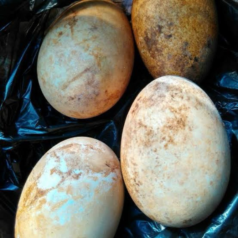 

telur angsa / soang tembuhuk