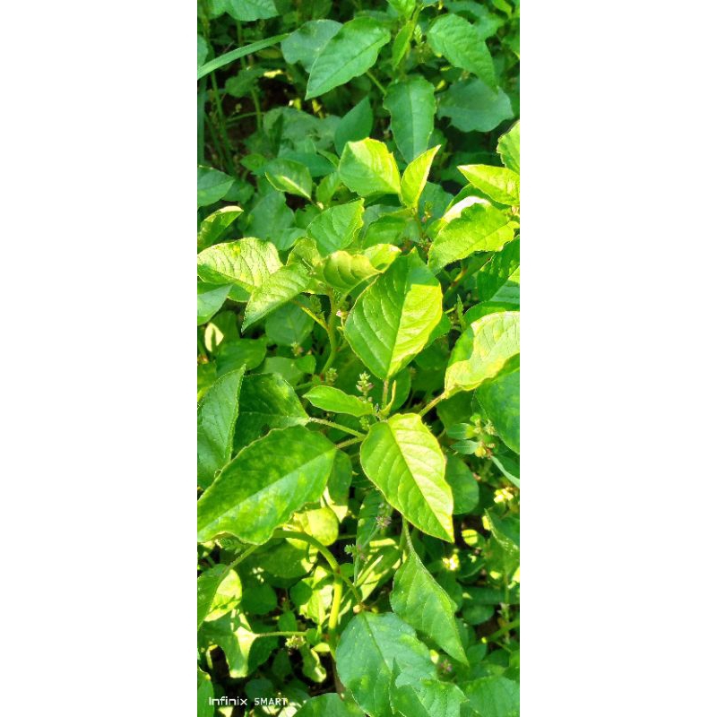 

sayur sandetan segar