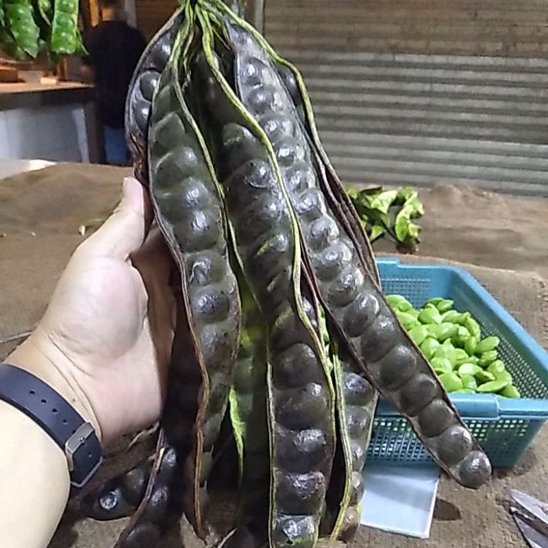 

pete hitam/full tua..mateng pohon