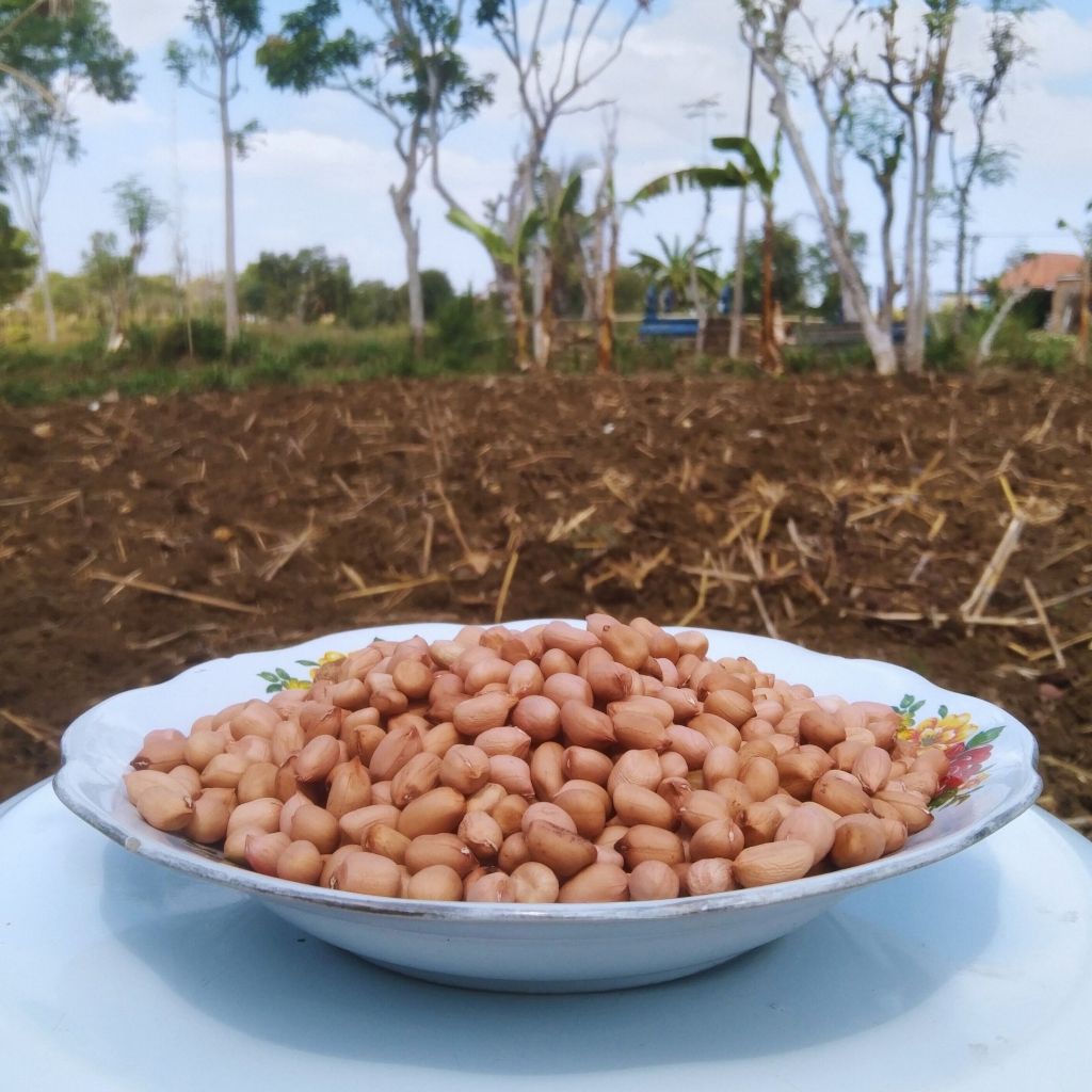 

Kacang Tanah Kupas Mentah 1 Kg Premium