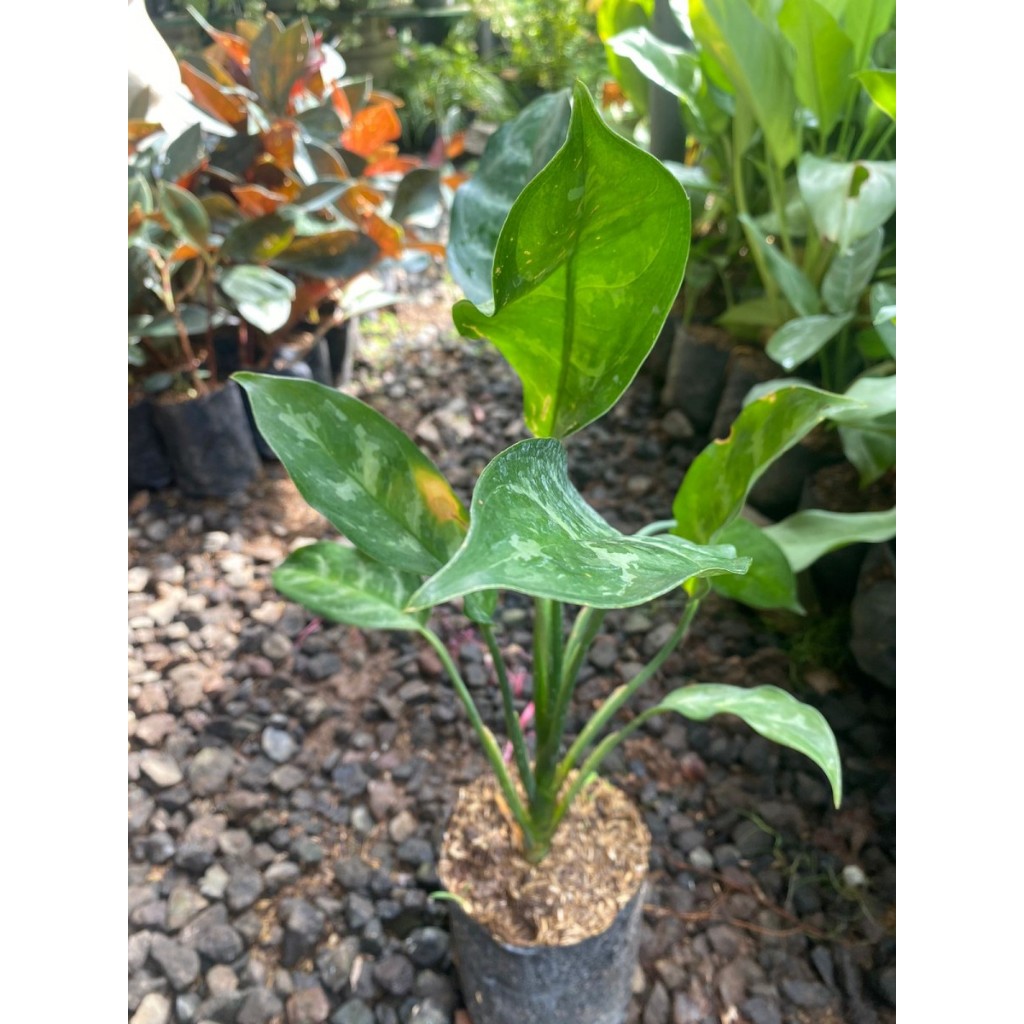 Tanaman aglonema sri rejeki hijau