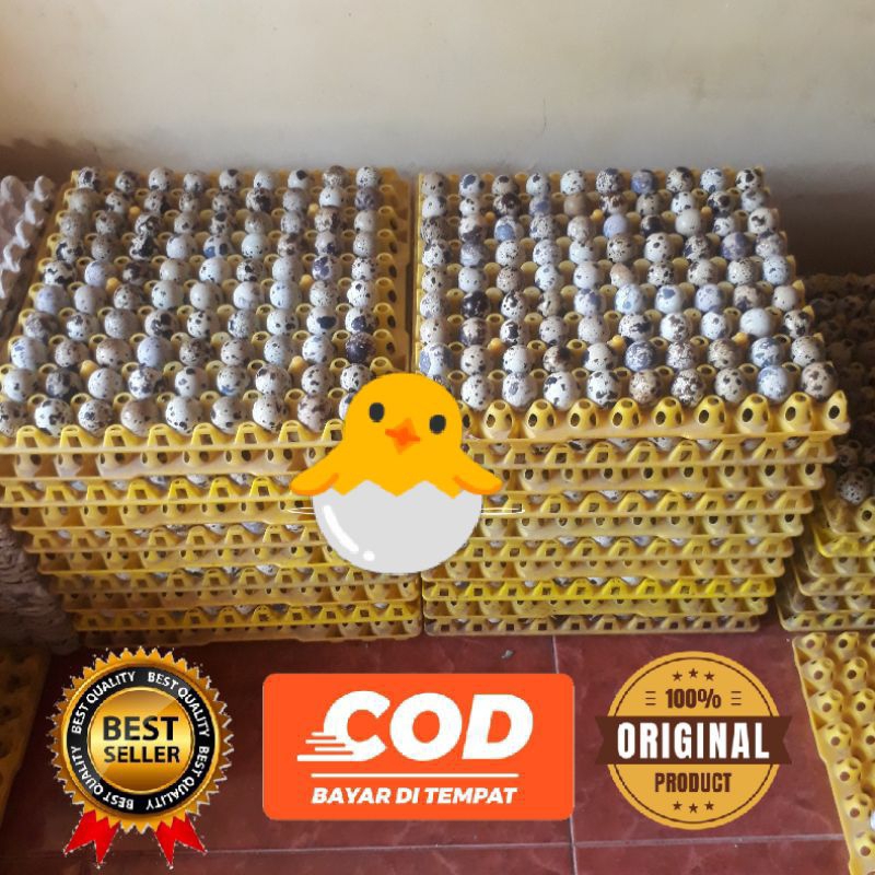 Telur puyuh fertil 88%