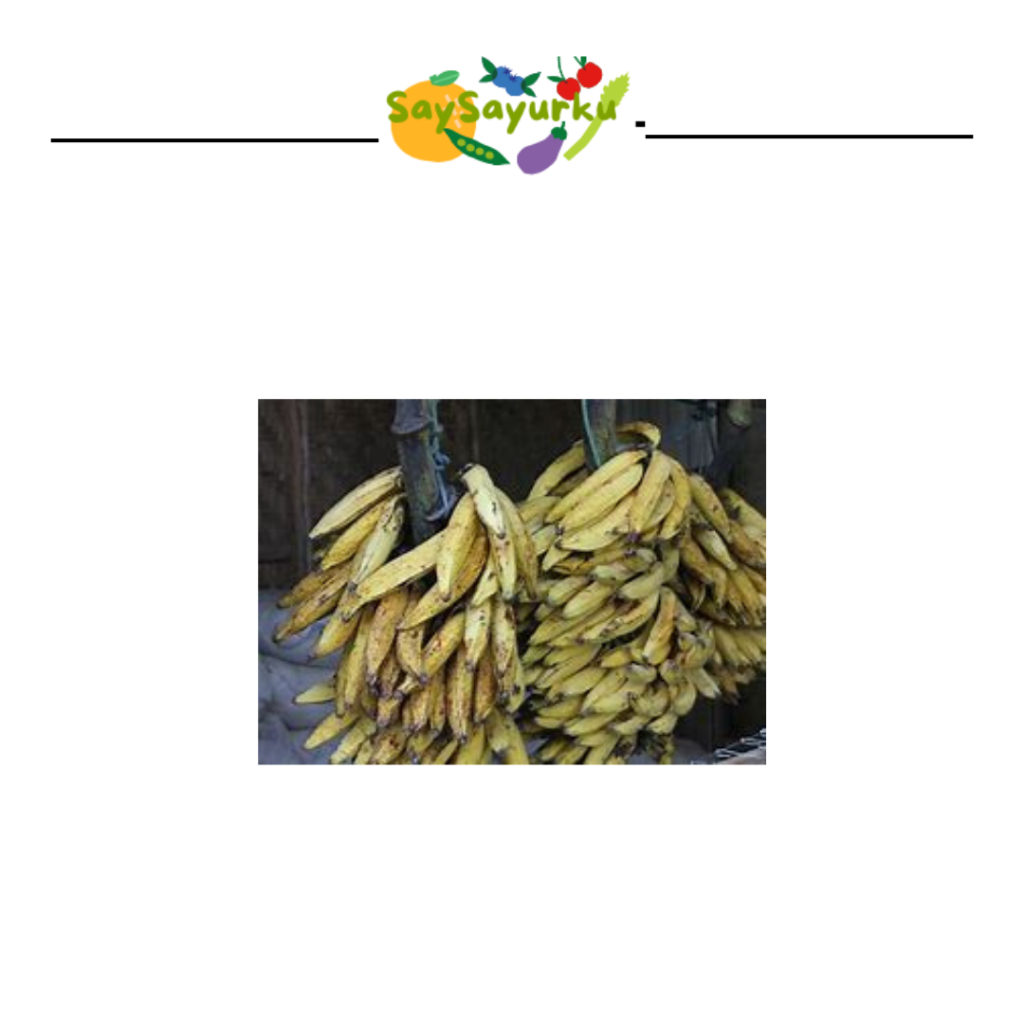 

PISANG AMBON 1 SISIR