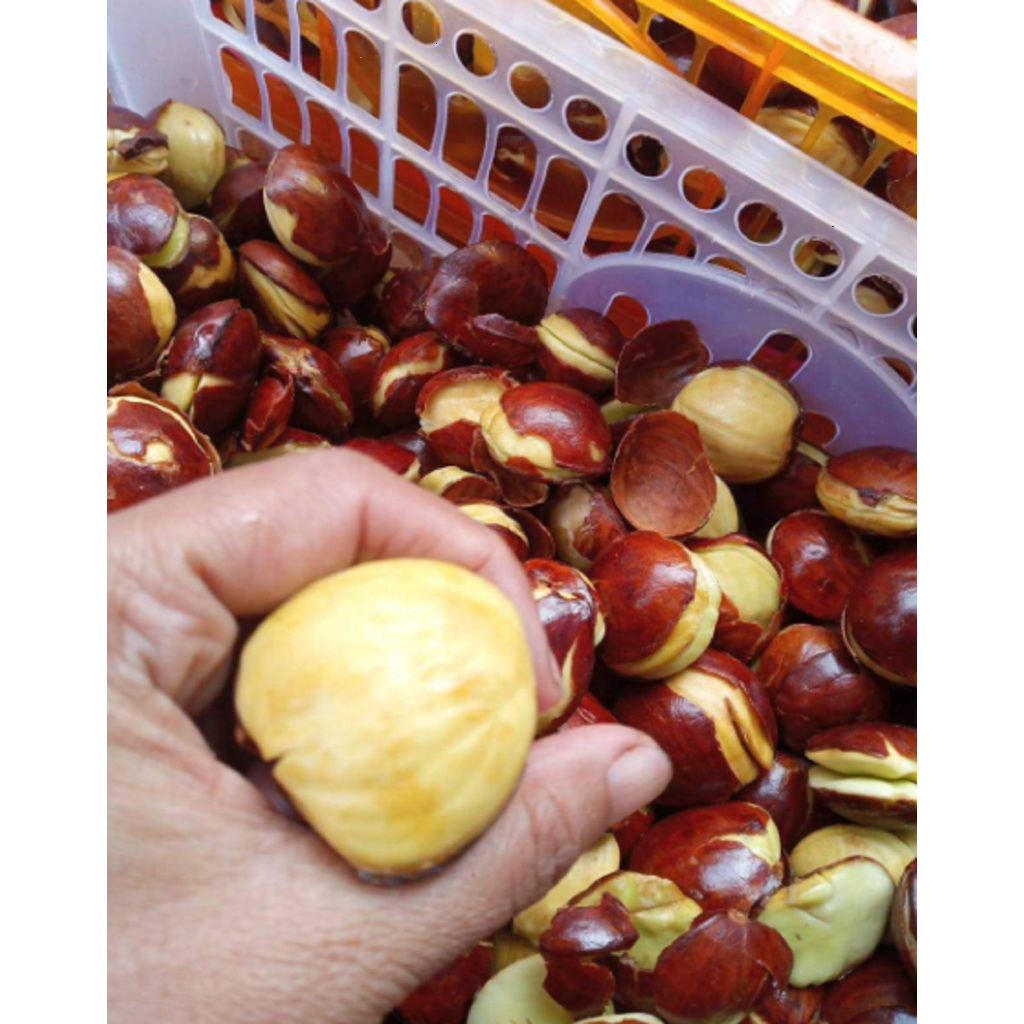 

buah JENGKOL TUA MENTAH 1 KG fresh (ABRES 1000 GRAM) kupas dan matang ready stok jengkol jering matang super jereng jepara