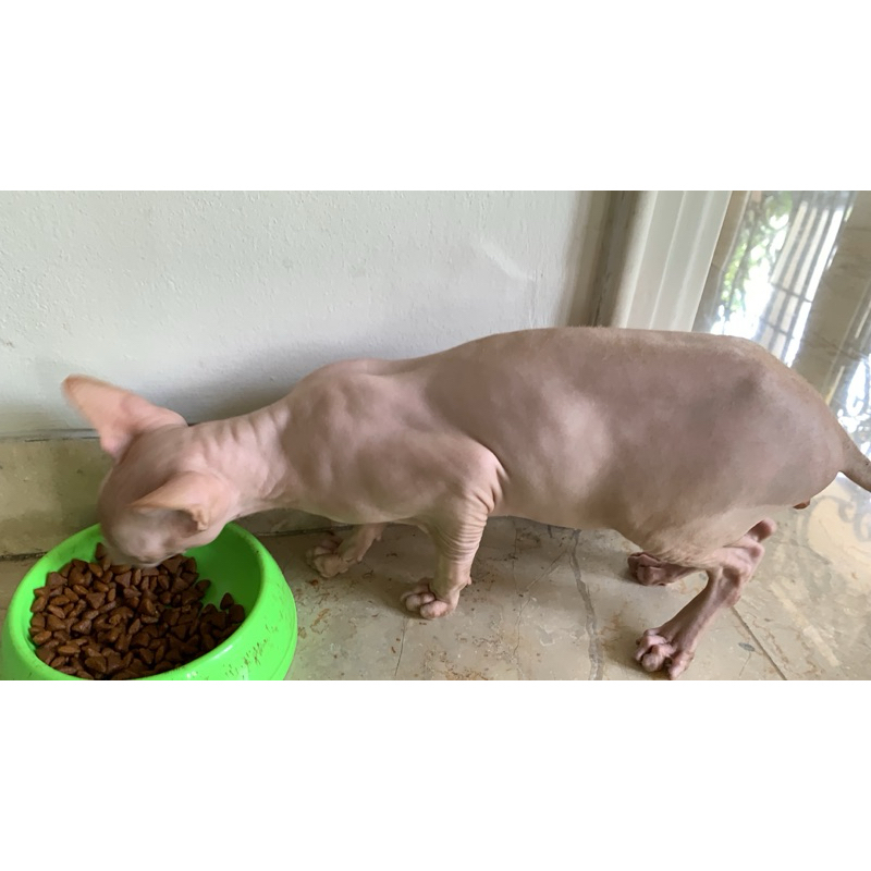 kucing sphynx jantan umur 16bln