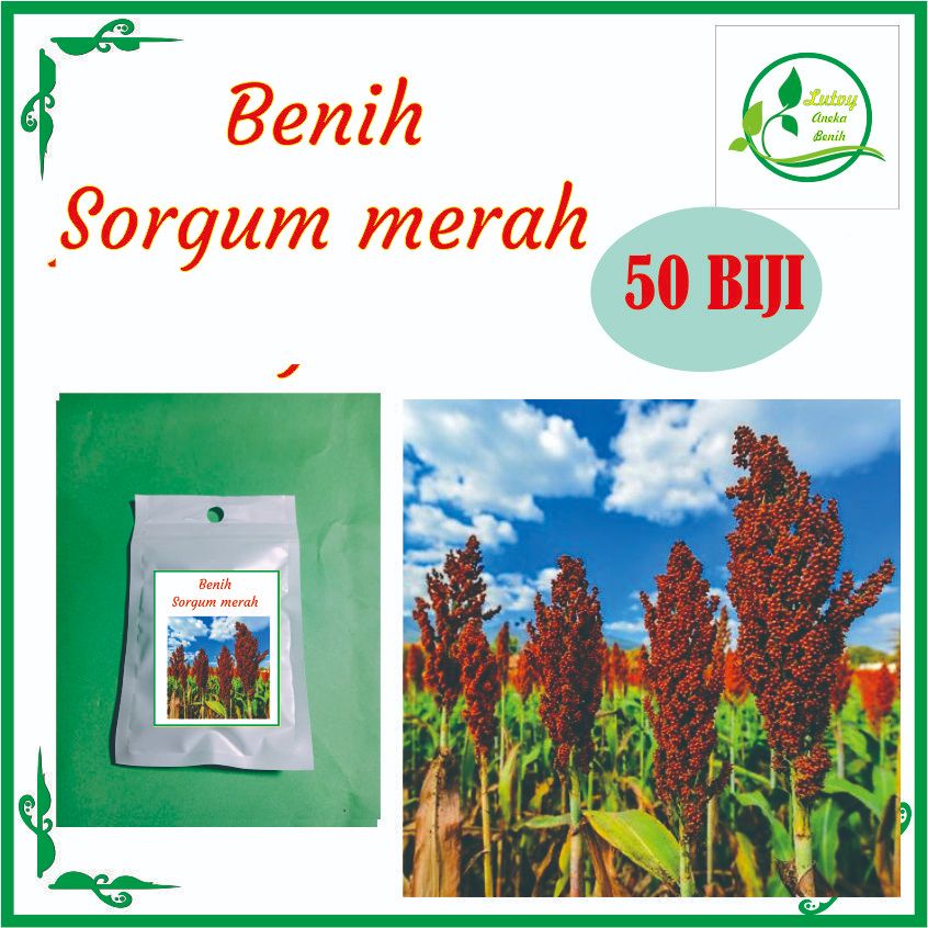 BENIH SORGUM MERAH ISI 50 BIJI