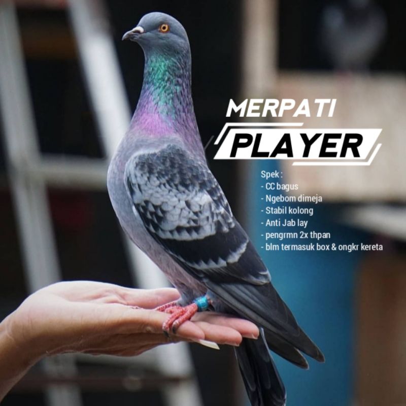 Merpati Player Kolong Meja Trah Juara