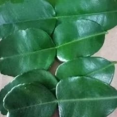 

Daun Jeruk Purut Segar 50 gr