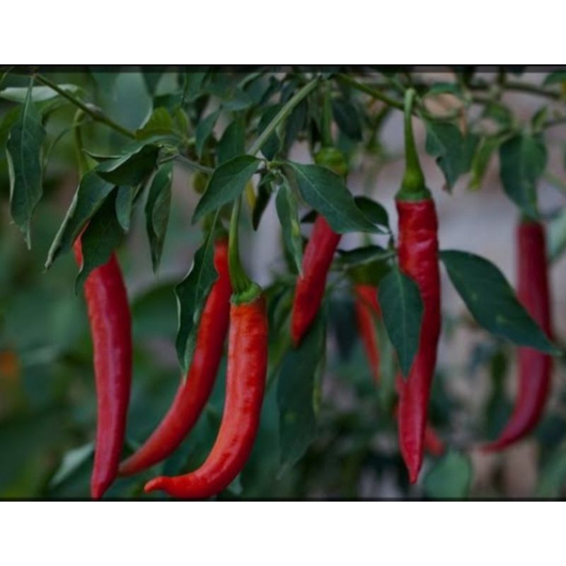 

cabe merah asli madura / cabai merah besar 1kg murah