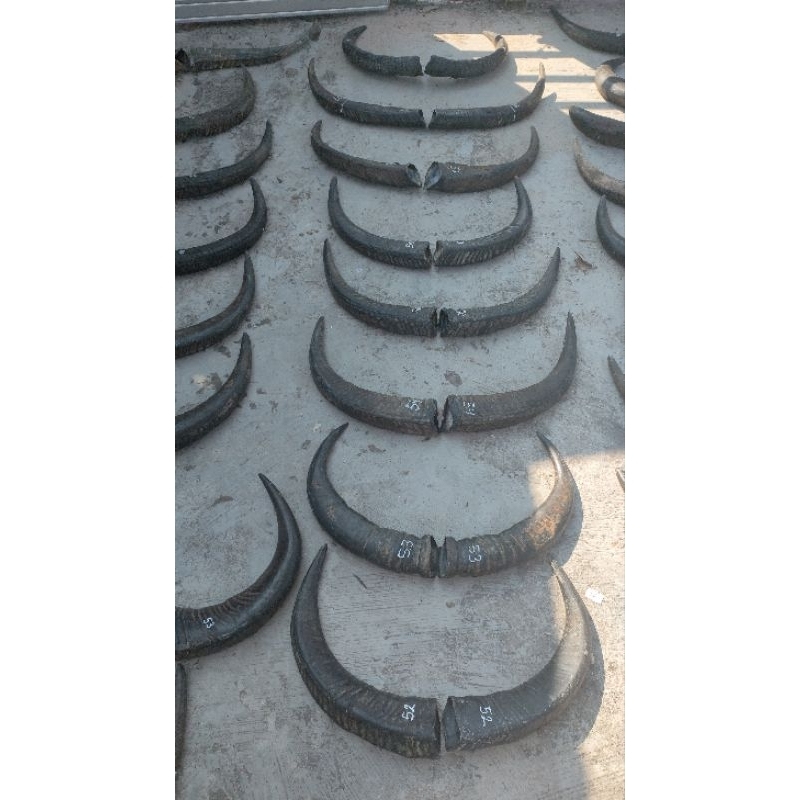 tanduk kerbau kopongan pasangan panjang 50-54 cm pajangan/bantengan/busur