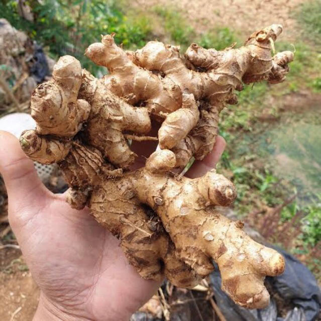 Lempuyang Fresh 250g | Lempuyang Segar | Lempuyang Obat Herbal