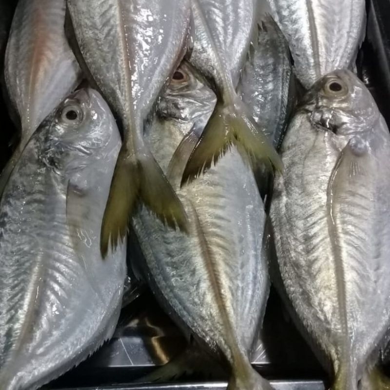 

Ikan Selar Malam 1Kg