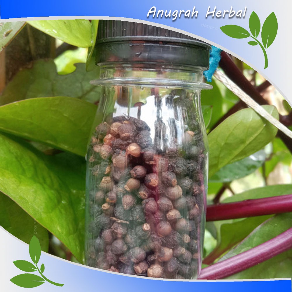 

Buah angkung kering obat stroke herbal alami