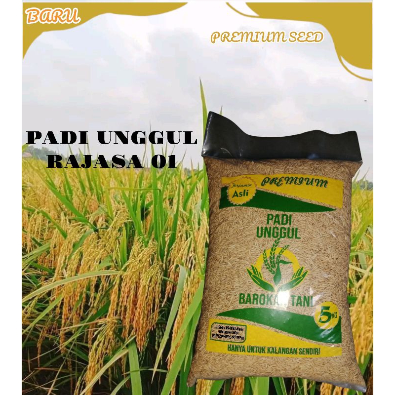 BIBIT PADI RAJASA 01 kemasan 5KG,, PADI 1000 BULIR