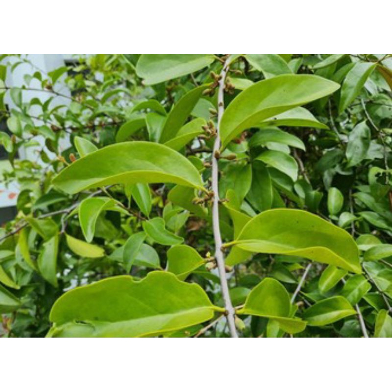 

daun benalu mangga / kemladean