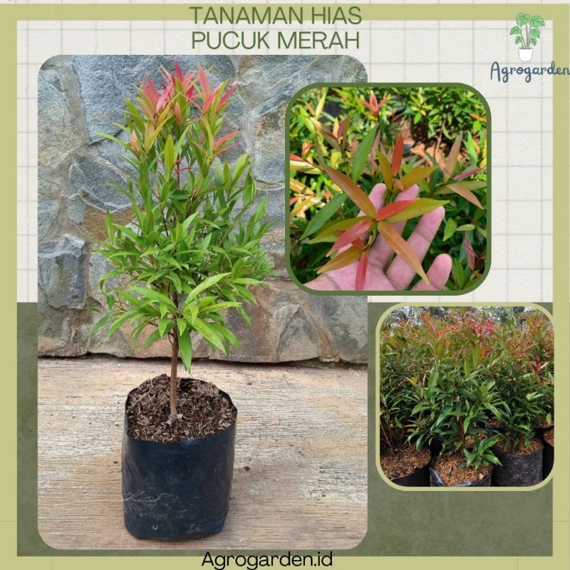 Tanaman Hias Pucuk Merah Rimbun siap Tanam - TANAMAN PUCUK MERAH - POHON PUCUK MERAH