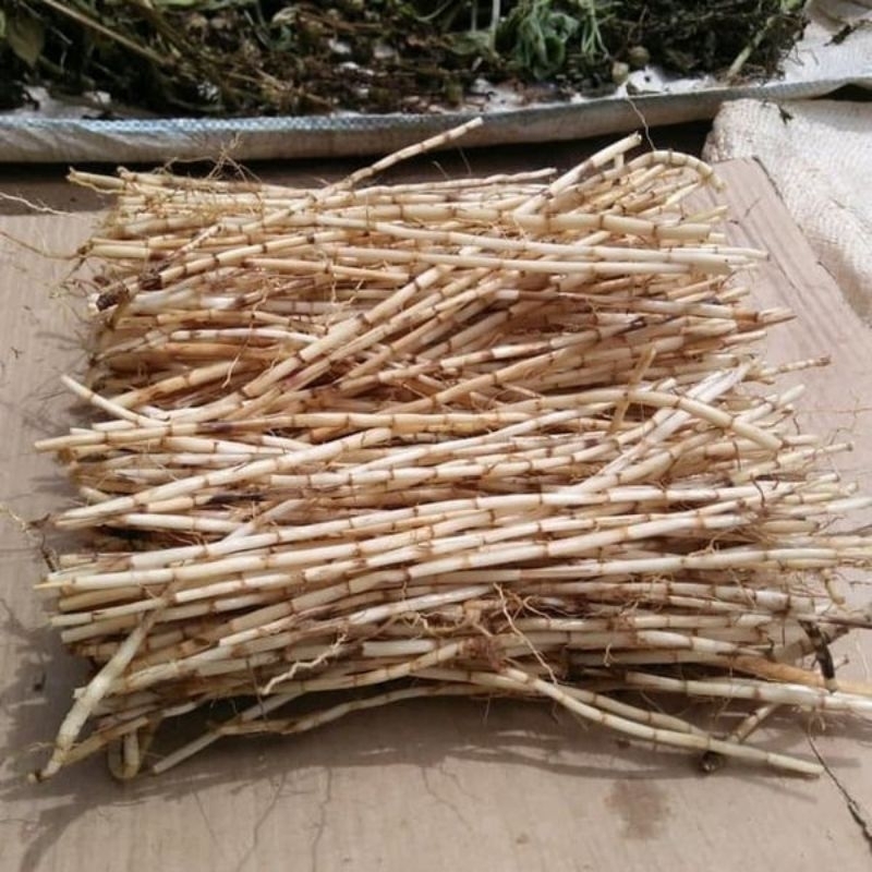 

akar alang alang fresh obat herbal