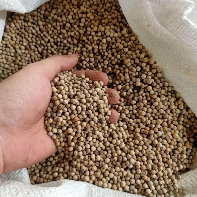 

lada putih butir/merica putih butir super kemasan 500gram