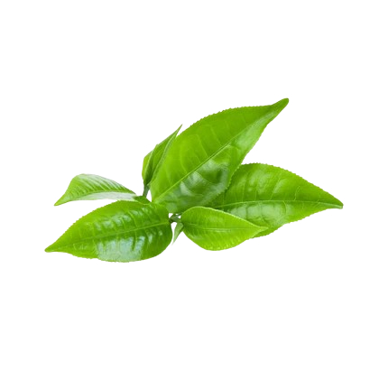 

TEH HIJAU DIET ASLI MINUMAN PELANGSING BERAT BADAN AMPUH CEPAT MINUMAN DIET PENGURUS BADAN SLIMMING TEA DETOX GREN