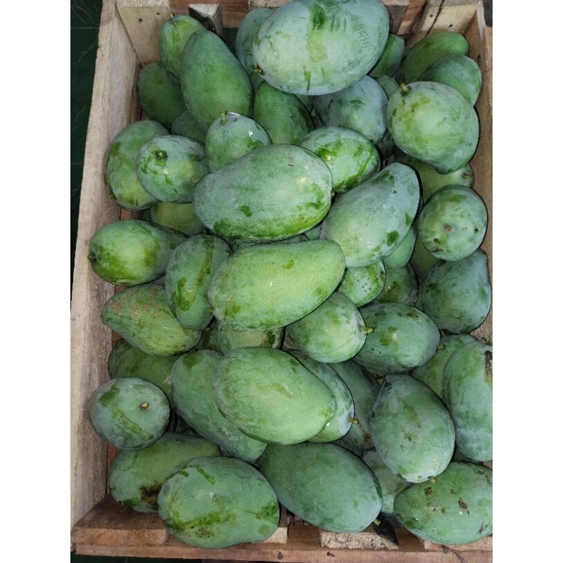 

1 kg isi -/+4 buah (kecil)mangga gadung/harum manis mateng tua di pohon di jamin manis pol.