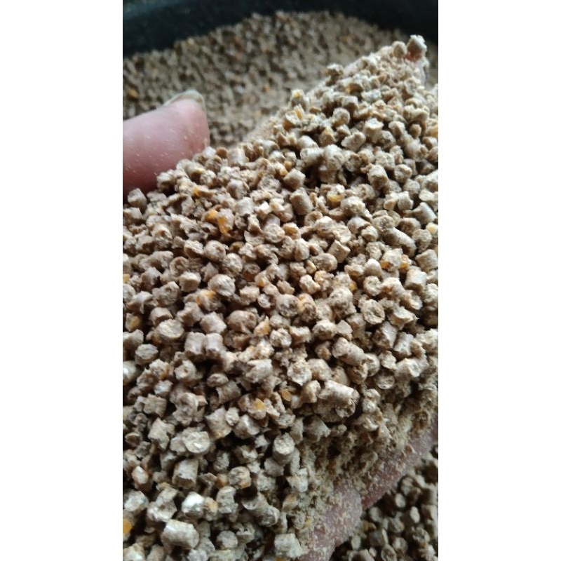 pakan ayam entok bebek dewasa