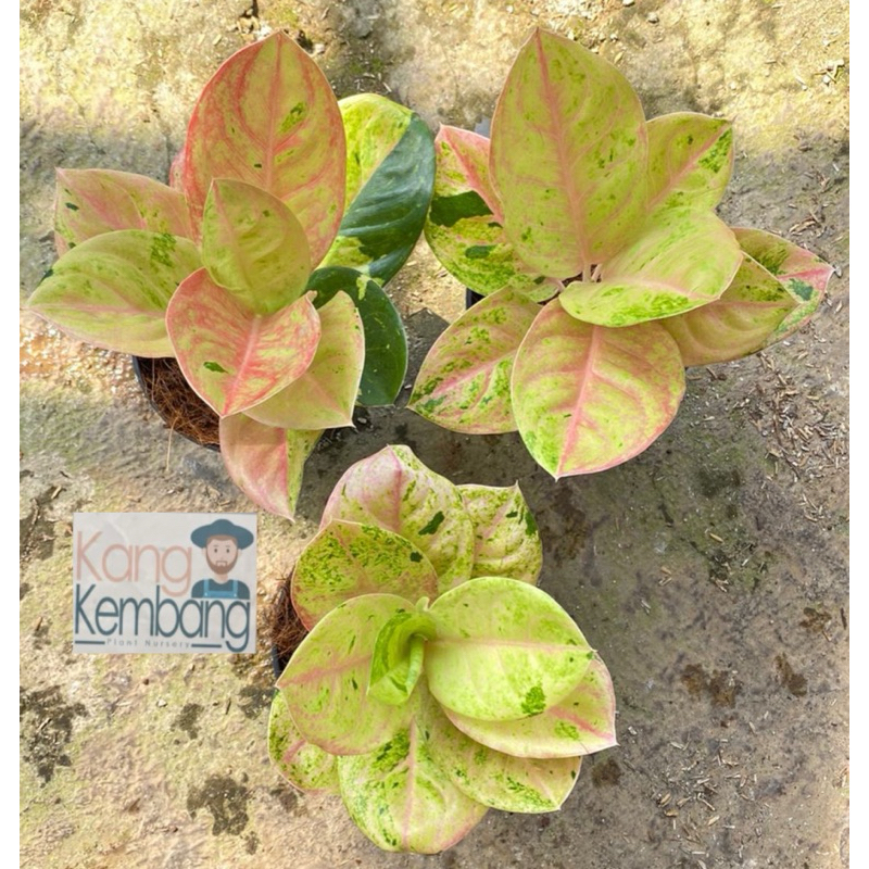 AGLONEMA EMERALD (Tanaman Aglonema)