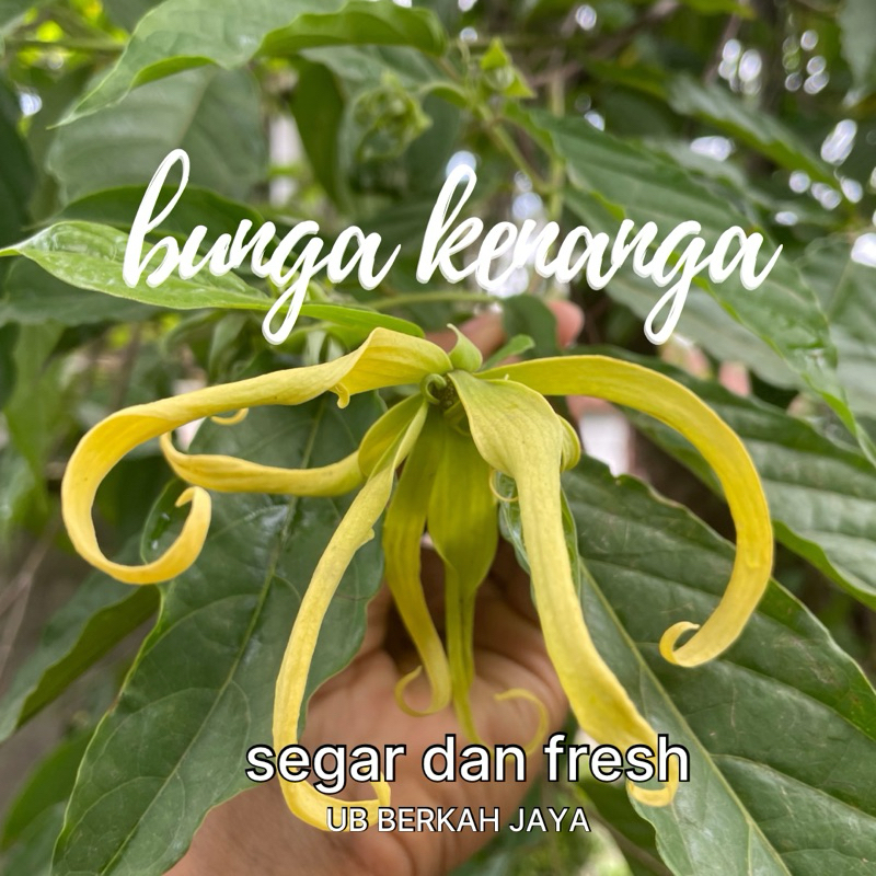 

bunga kenanga 5 biji Termurah