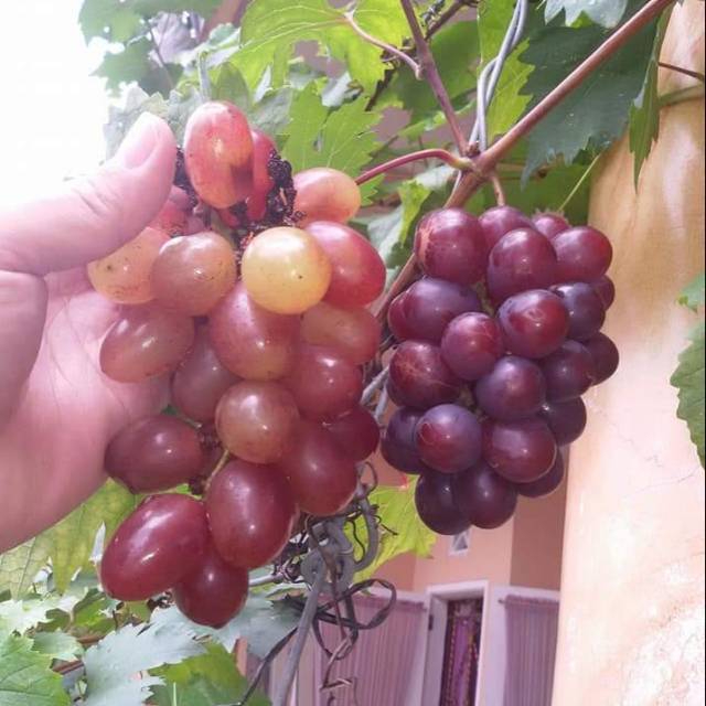 Bibit Anggur NINEL IMPORT Super Unggul