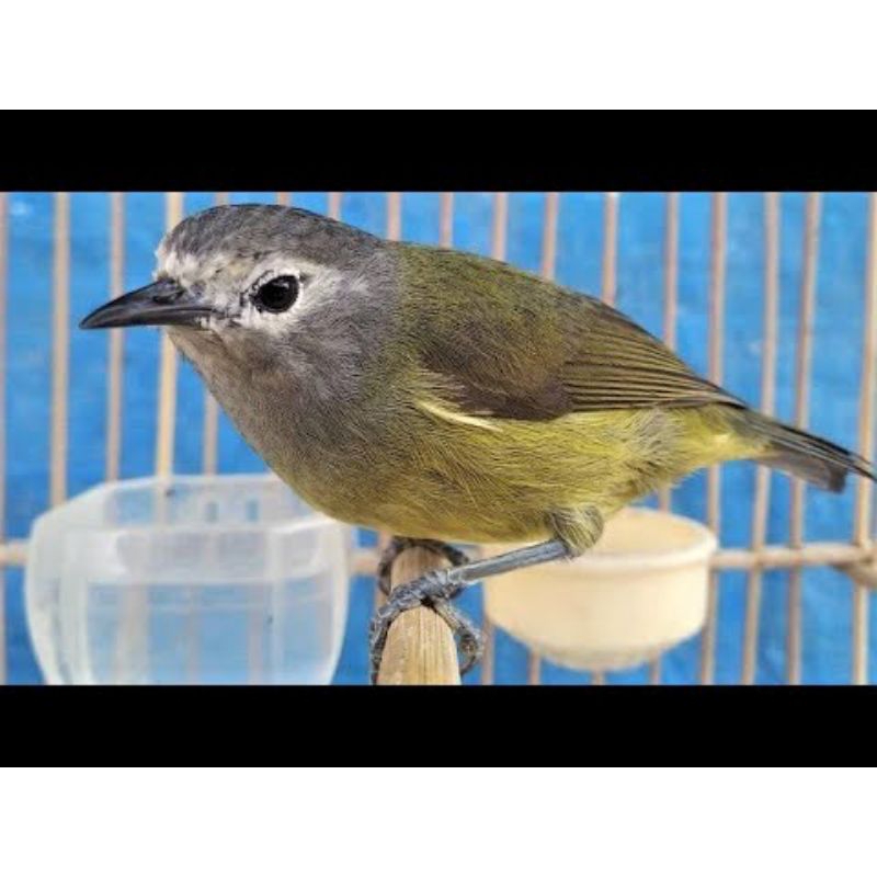 BE Burung opyor jawa pilihn jantan istimewa