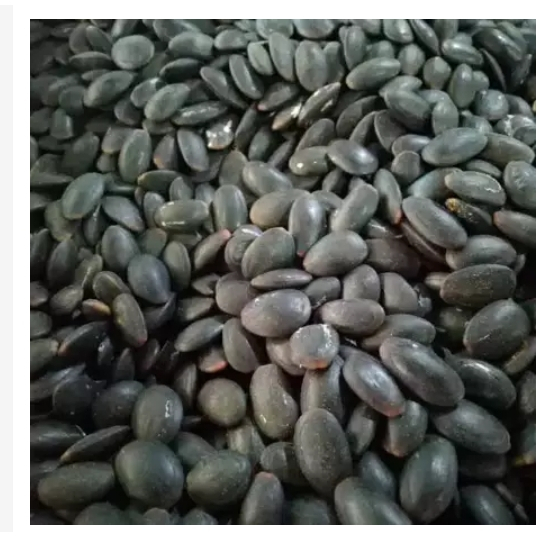 

Biji kedawung 250gram