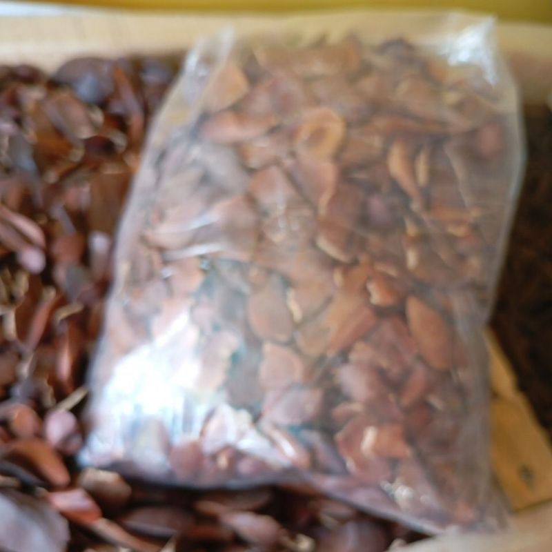 

Biji Mahoni 250 g