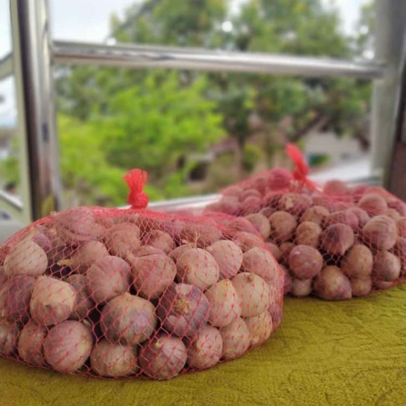 

Bawang putih tunggal size medium Bawang lanang tanggung 2cm
