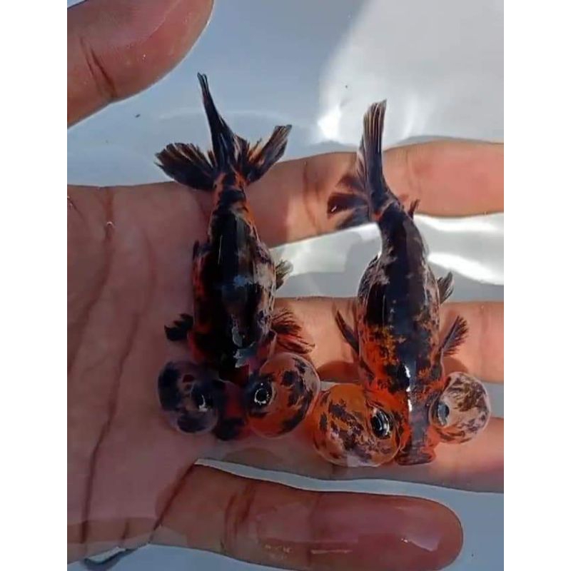 HIASAN KOKI MATA BALON BUBLE EYES