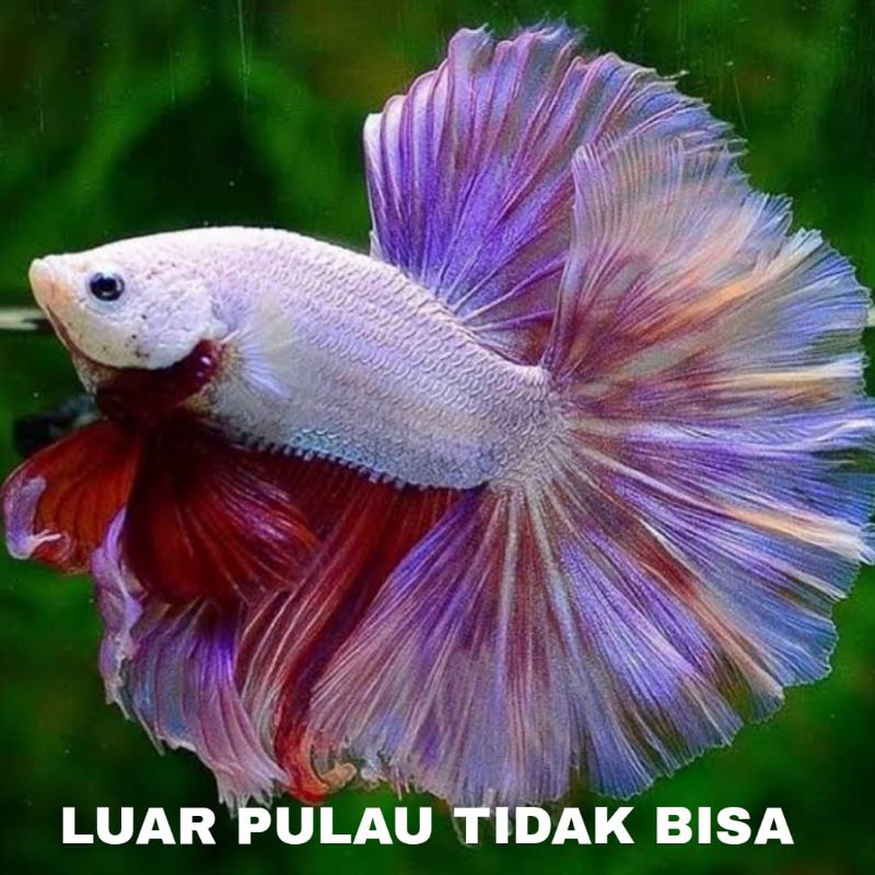 IKAN CUPANG HALFMOON SZ M+ L ISI 10 BERGARANSI
