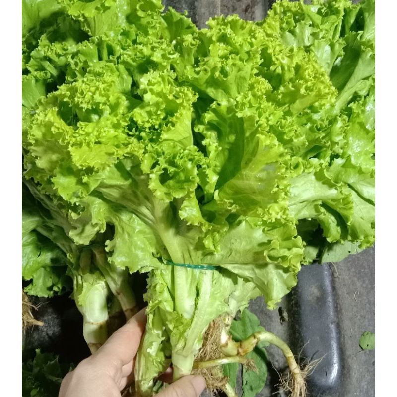 

Selada Keriting Talang 250gr